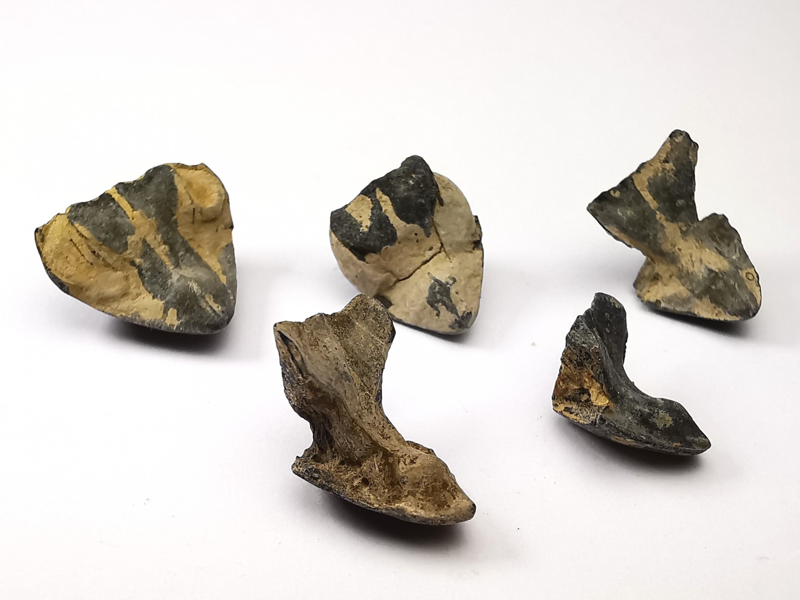 RHYNCHOLITE Jurrasique Supérieur (Drôme)