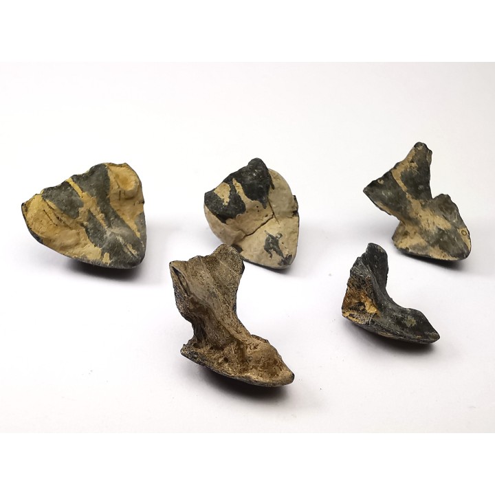 RHYNCHOLITE Jurrasique Supérieur (Drôme)