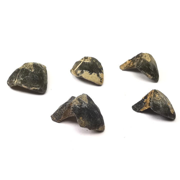 RHYNCHOLITE Late Jurassic (Drôme)