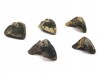 RHYNCHOLITE Jurrasique Supérieur (Drôme)