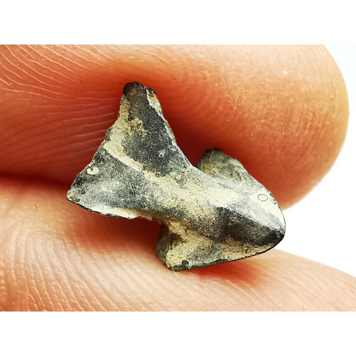RHYNCHOLITE Jurrasique Supérieur (Drôme)