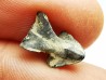 RHYNCHOLITE Late Jurassic (Drôme)