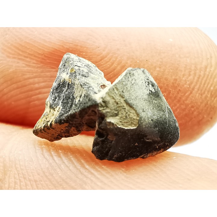 RHYNCHOLITE Jurrasique Supérieur (Drôme)
