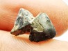 RHYNCHOLITE Late Jurassic (Drôme)