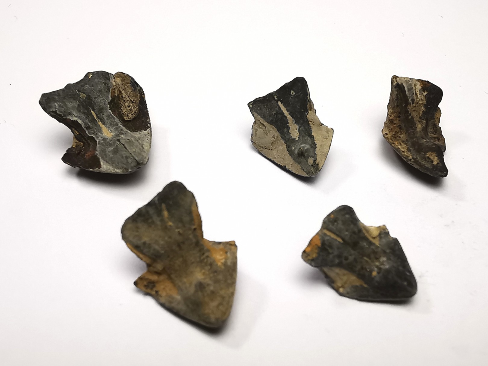 RHYNCHOLITE Jurrasique Supérieur (Drôme)
