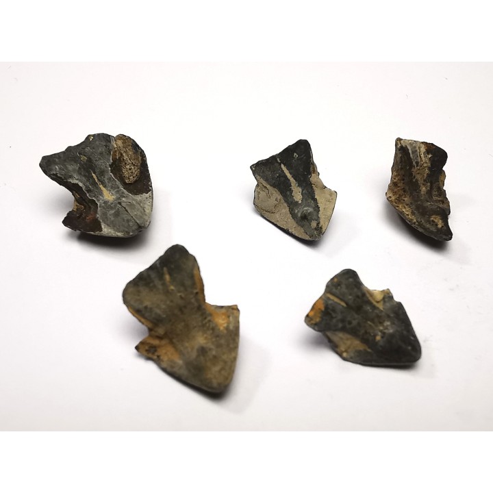 RHYNCHOLITE Late Jurassic (Drôme)