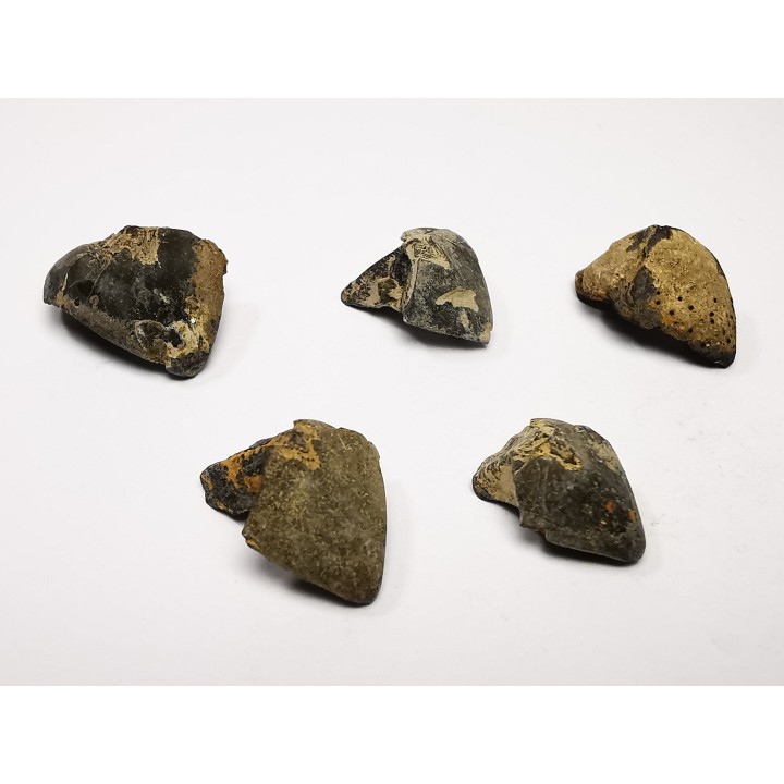 RHYNCHOLITE Late Jurassic (Drôme)