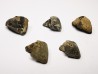 RHYNCHOLITE Jurrasique Supérieur (Drôme)