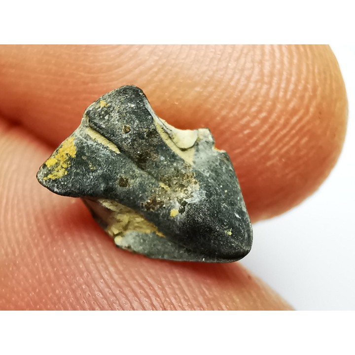 RHYNCHOLITE Jurrasique Supérieur (Drôme)