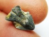 RHYNCHOLITE Jurrasique Supérieur (Drôme)