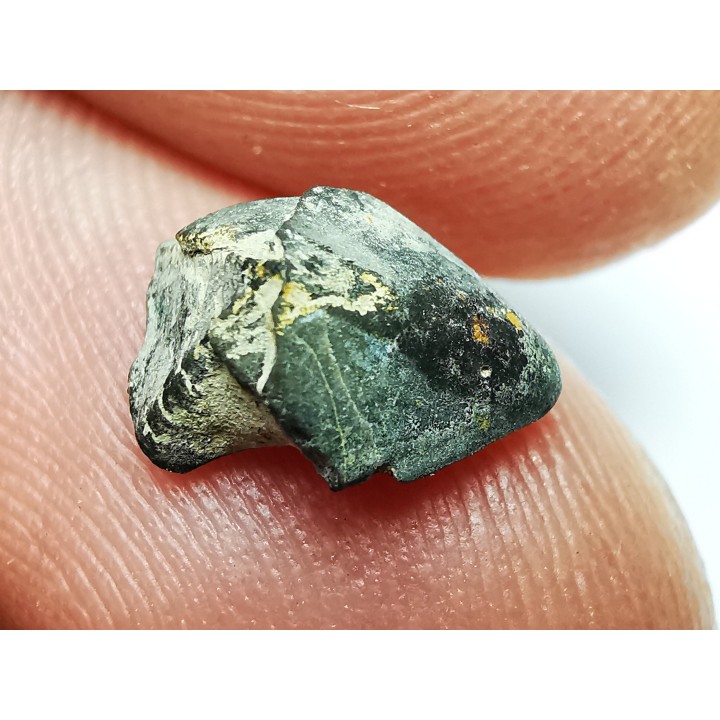 RHYNCHOLITE Jurrasique Supérieur (Drôme)