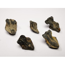 RHYNCHOLITE Jurrasique Supérieur (Drôme)