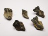 RHYNCHOLITE Jurrasique Supérieur (Drôme)