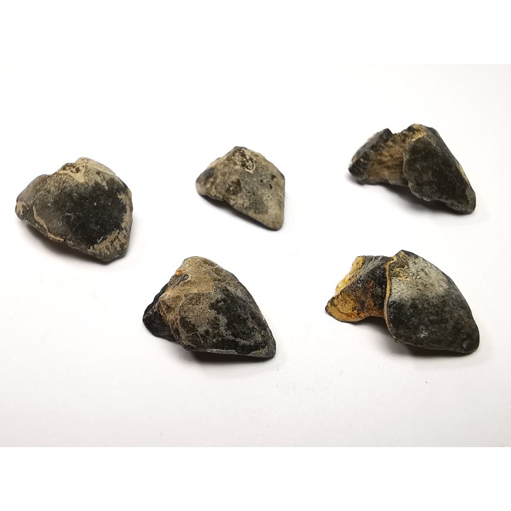 RHYNCHOLITE Jurrasique Supérieur (Drôme)