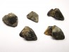 RHYNCHOLITE Jurrasique Supérieur (Drôme)