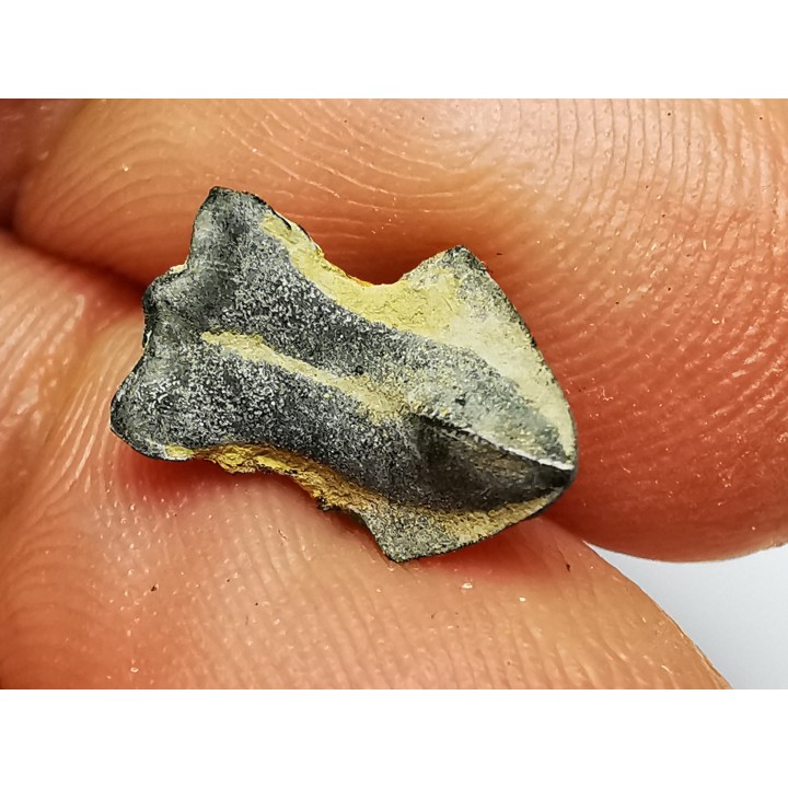 RHYNCHOLITE Late Jurassic (Drôme)