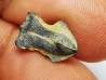 RHYNCHOLITE Late Jurassic (Drôme)