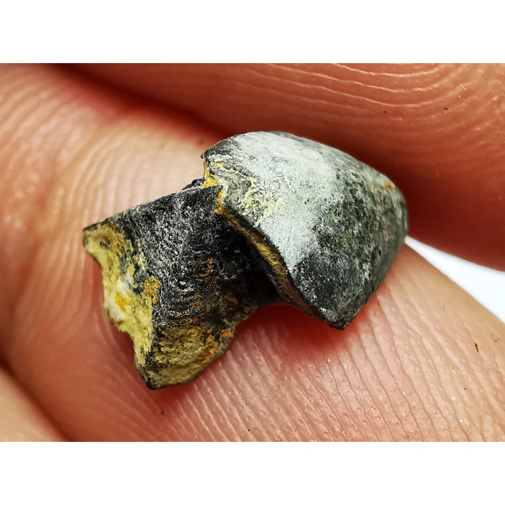 RHYNCHOLITE Late Jurassic (Drôme)
