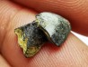 RHYNCHOLITE Late Jurassic (Drôme)