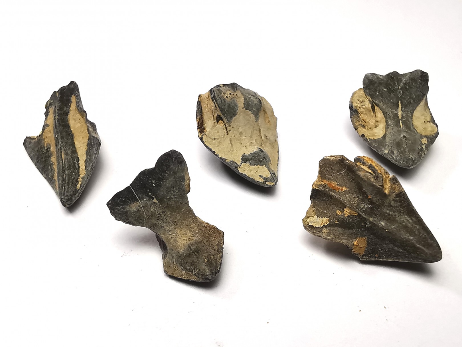 RHYNCHOLITE Jurrasique Supérieur (Drôme)