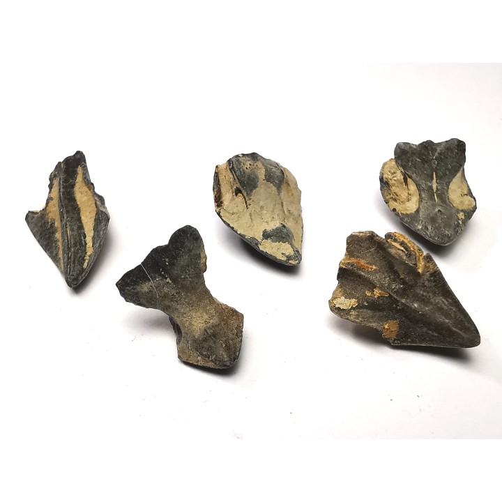 RHYNCHOLITE Late Jurassic (Drôme)