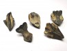 RHYNCHOLITE Late Jurassic (Drôme)