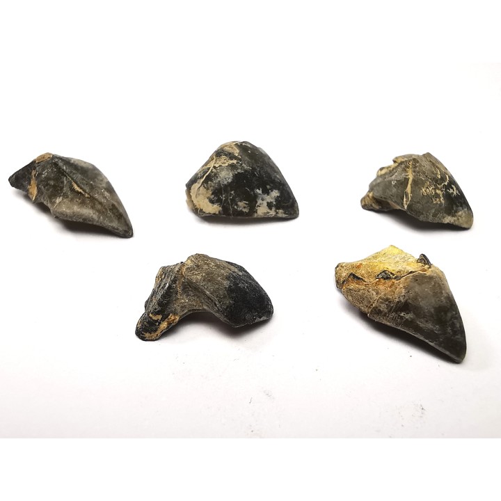 RHYNCHOLITE Late Jurassic (Drôme)