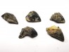 RHYNCHOLITE Late Jurassic (Drôme)