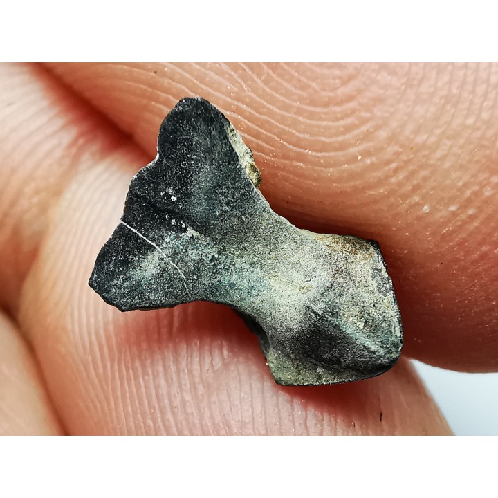 RHYNCHOLITE Late Jurassic (Drôme)
