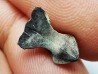 RHYNCHOLITE Jurrasique Supérieur (Drôme)