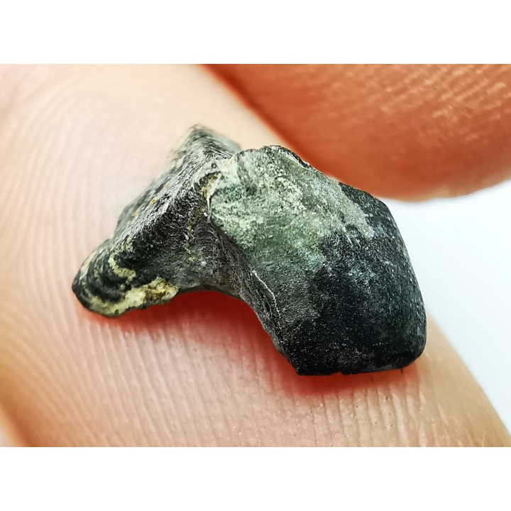 RHYNCHOLITE Late Jurassic (Drôme)