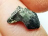 RHYNCHOLITE Late Jurassic (Drôme)