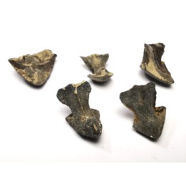 RHYNCHOLITE Late Jurassic (Drôme)