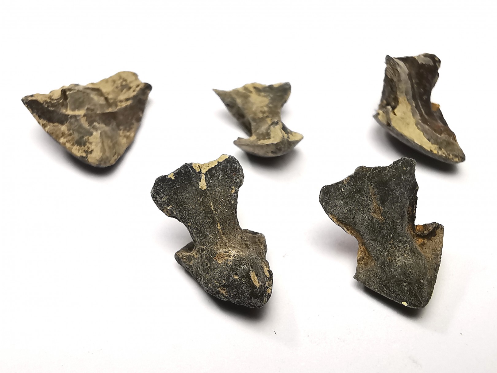 RHYNCHOLITE Jurrasique Supérieur (Drôme)