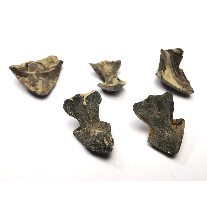 RHYNCHOLITE Late Jurassic (Drôme)