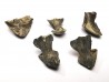 RHYNCHOLITE Late Jurassic (Drôme)