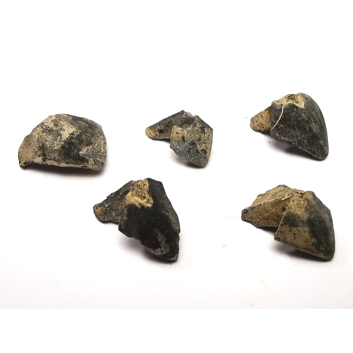 RHYNCHOLITE Jurrasique Supérieur (Drôme)