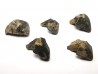 RHYNCHOLITE Jurrasique Supérieur (Drôme)