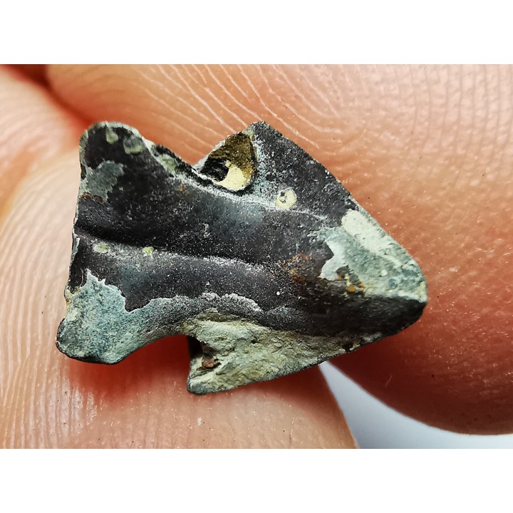 RHYNCHOLITE Jurrasique Supérieur (Drôme)