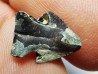RHYNCHOLITE Late Jurassic (Drôme)