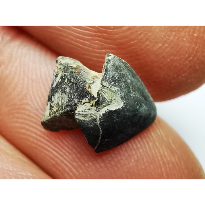 RHYNCHOLITE Late Jurassic (Drôme)