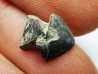 RHYNCHOLITE Late Jurassic (Drôme)