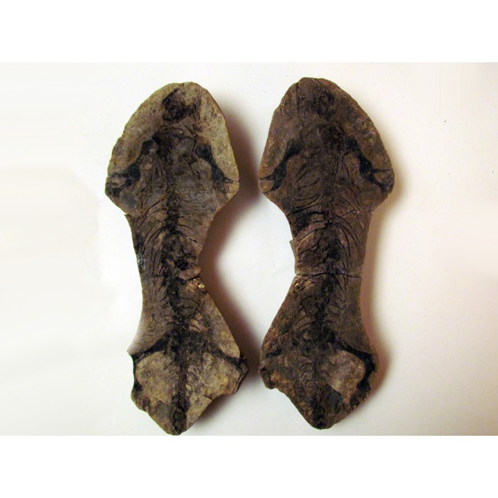 Barasaurus besairi (1)