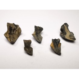 RHYNCHOLITE Jurrasique Supérieur (Drôme)