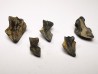 RHYNCHOLITE Late Jurassic (Drôme)