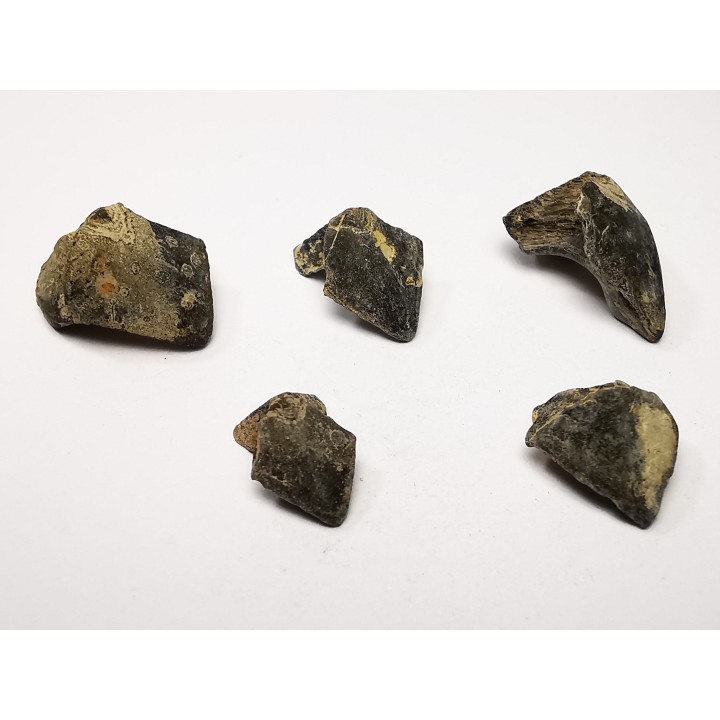 RHYNCHOLITE Late Jurassic (Drôme)