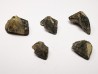RHYNCHOLITE Jurrasique Supérieur (Drôme)