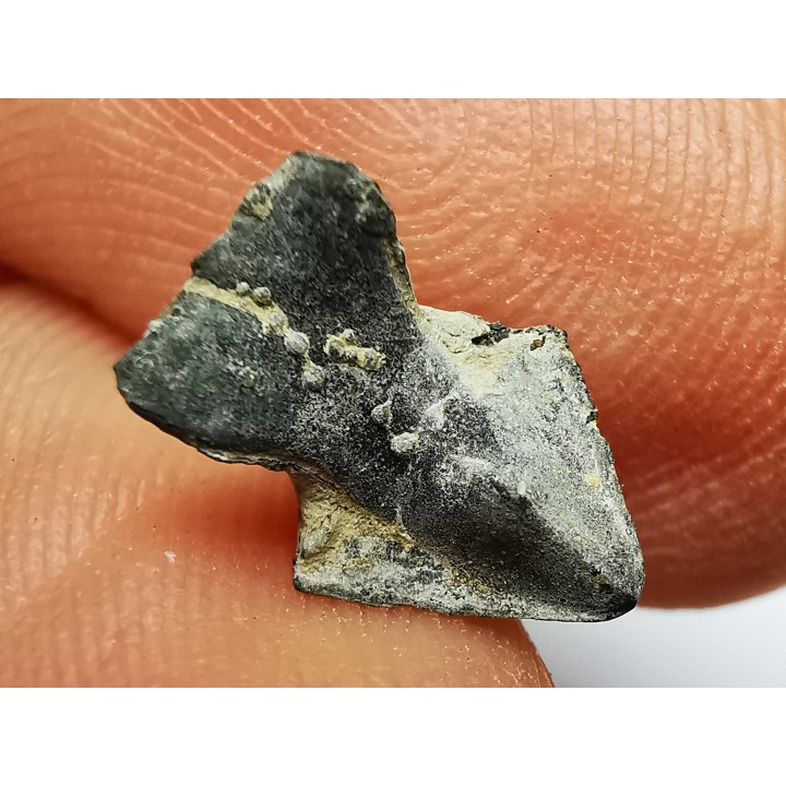 RHYNCHOLITE Jurrasique Supérieur (Drôme)