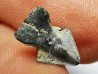 RHYNCHOLITE Jurrasique Supérieur (Drôme)