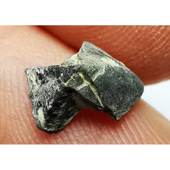 RHYNCHOLITE Jurrasique Supérieur (Drôme)